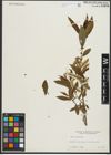 Foto von Salix rigida Muhl.
